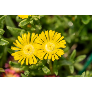 Słonecznica Wheels Of Wonder Golden