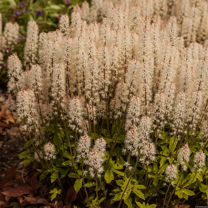 Tiarella Spring Symphony
