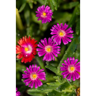 Słonecznica Weels Of Wonder Hot Pink