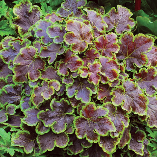 Żurawkotenella Solar Eclipse