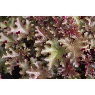 Żurawka World Caffé™ Lungo