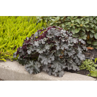 Żurawka World Caffé™ Espresso