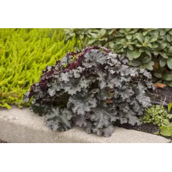 Żurawka World Caffé™ Espresso