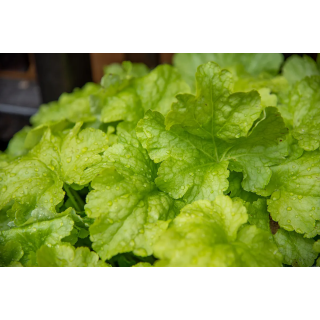 Żurawka World Caffé™ Americano