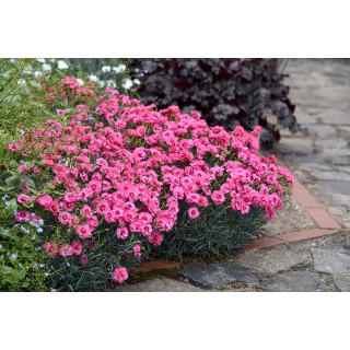 Gożdzik Angel of Hope