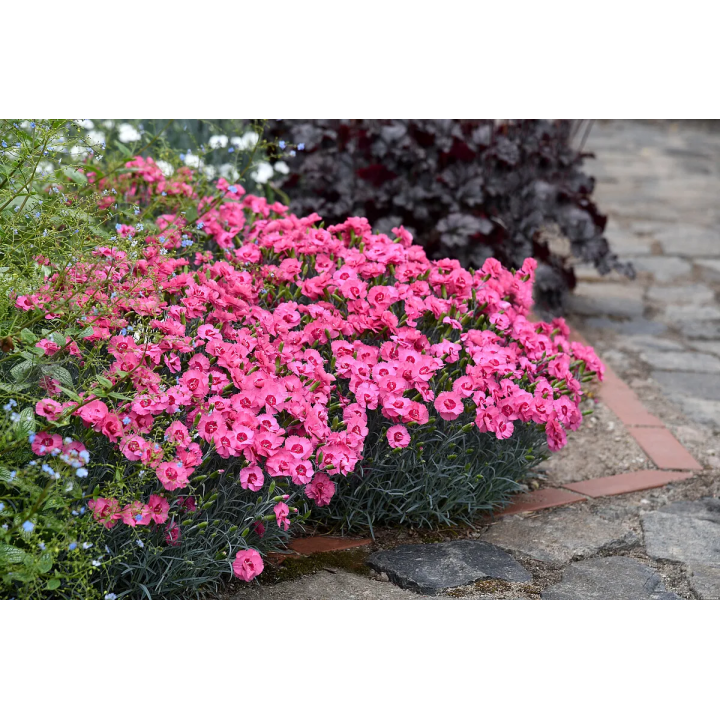 Gożdzik Angel of Hope
