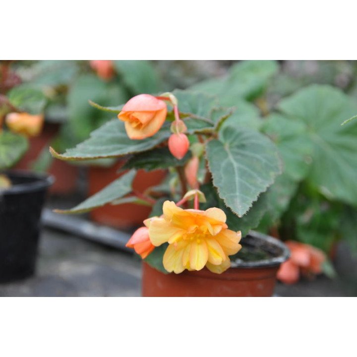 Begonia zwisająca (Bagonia pendula)