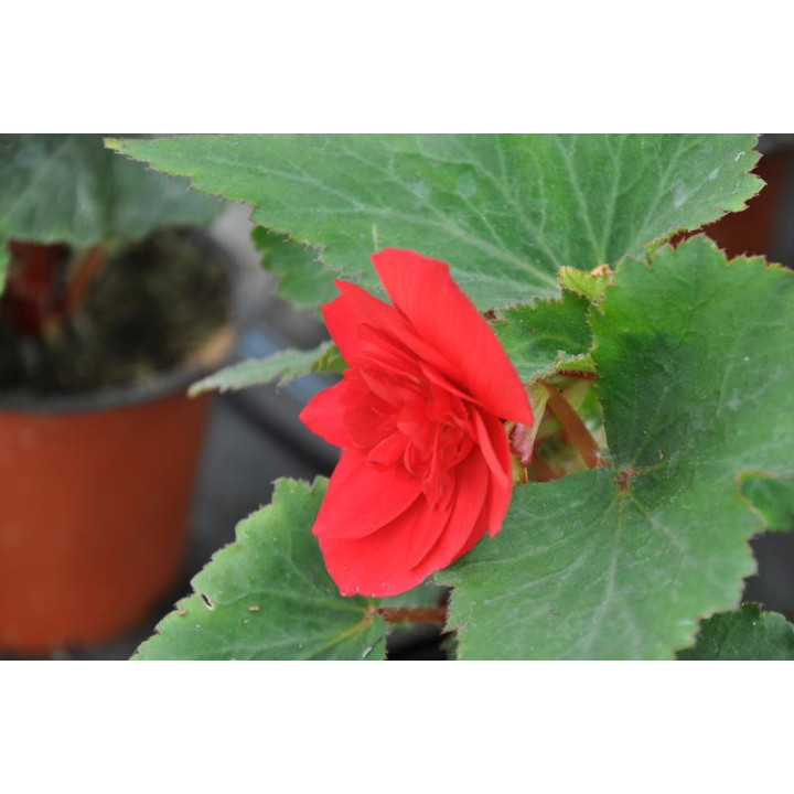 Begonia zwisająca (Bagonia pendula)