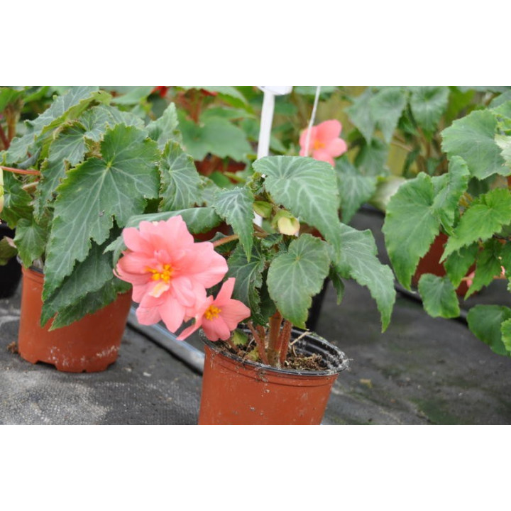 Begonia zwisająca (Bagonia pendula)