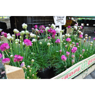 Trawka skalna (Armeria)