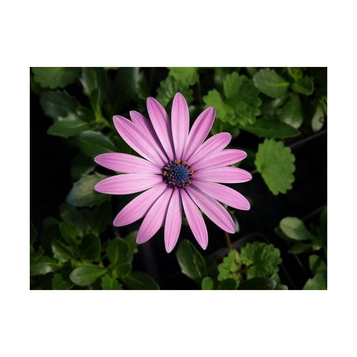 Osteospermum