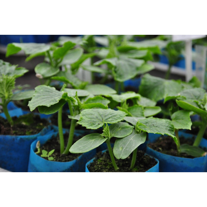 Ogórek sałakowy - rozsada