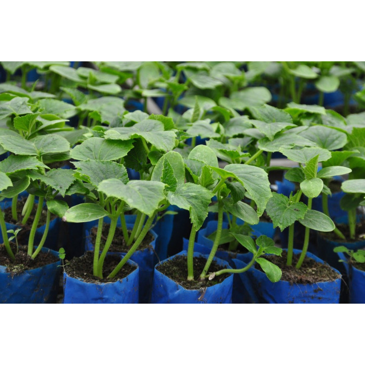 Ogórek kiszeniowy - rozsada