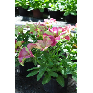 Surfinia (Petunia ×hybrida Vilm.)