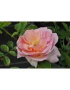 Róże Rabatowe (wielokwiatowe)