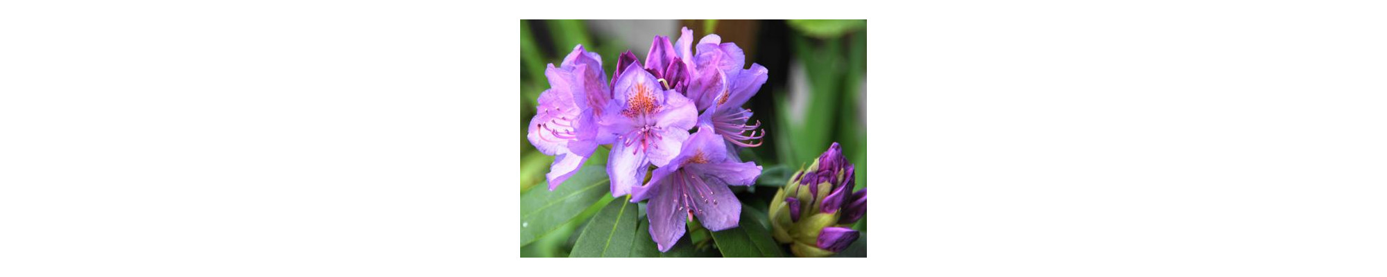 Różanecznik (Rhododendron)