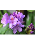 Różanecznik (Rhododendron)