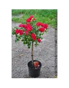 Róże szczepione na pniu